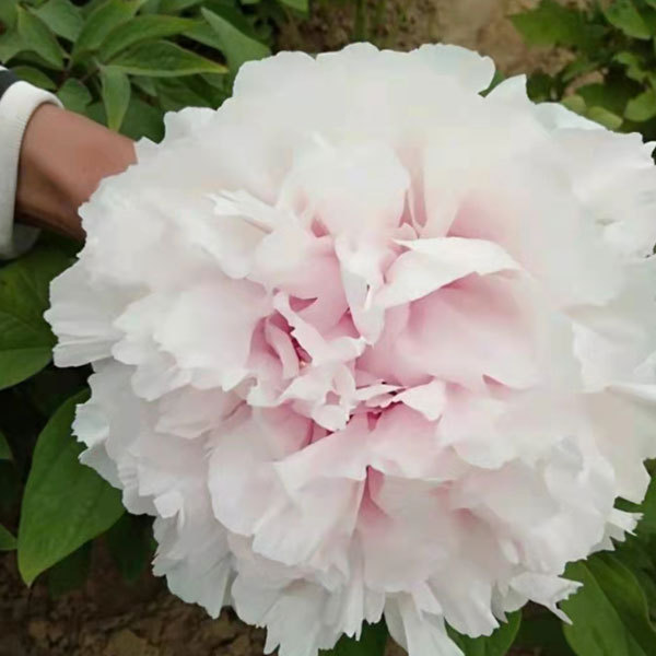Touchhealthy Supply Beautiful Flower Seedlings Peony Seedling
