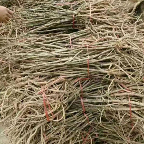 Touchhealthy Supply Beautiful Flower Seedlings Peony Seedling