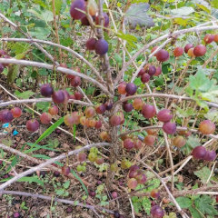 Touchhealthy Supply Physali Alkekengi Seedling/Cape Gooseberry Seedling/Physalis Peruviana Seedling