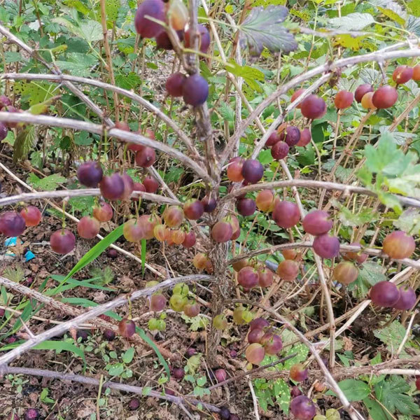 Touchhealthy Supply Physali Alkekengi Seedling/Cape Gooseberry Seedling/Physalis Peruviana Seedling