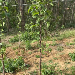 Touchhealthy Supply Red FUJI Apple Seedlings