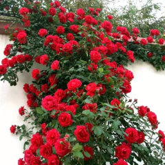 Touchhealthy Supply Rosa Multiflora Seedling/Climbing Rose Seedling