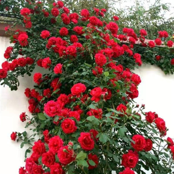 Touchhealthy Supply Rosa Multiflora Seedling/Climbing Rose Seedling