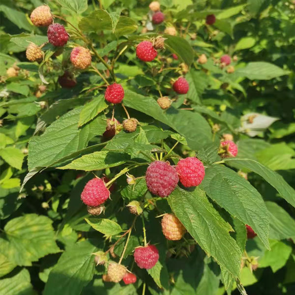 Touchhealthy Supply Red Raspberry Seedlings