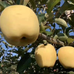 Touchhealthy Supply Golden Apple Seedlings/Venus Apple Roots