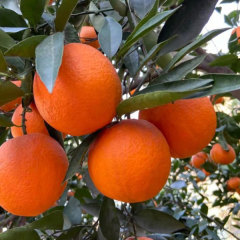 Touchhealthy Supply Red Orange Seedlings