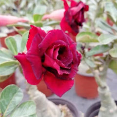 Touchhealthy Supply Adenium Obesum Seedling/Desert Rose Seedling