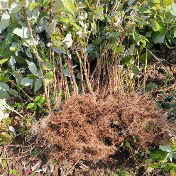 Touchhealthy Supply Red Raspberry Seedlings