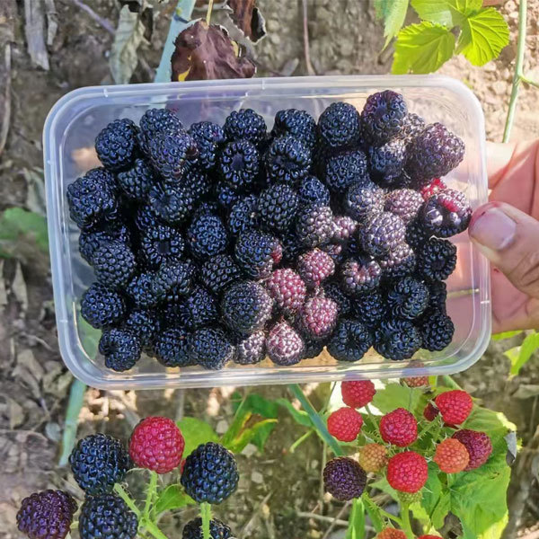 Touchhealthy Supply Black Raspberry Seedlings
