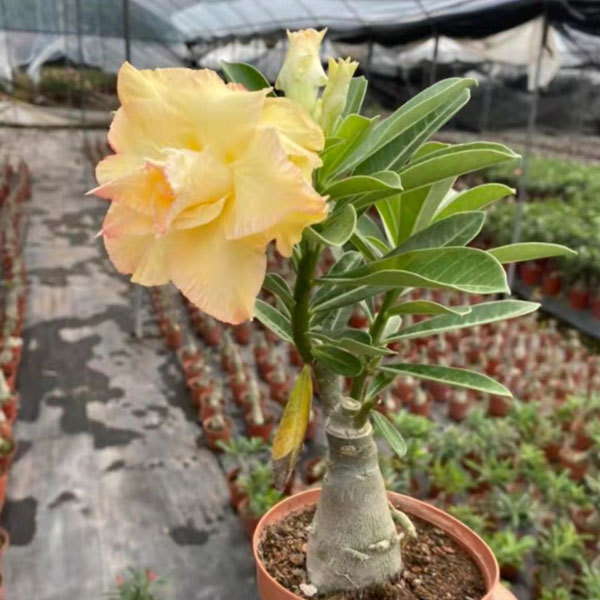 Touchhealthy Supply Adenium Obesum Seedling/Desert Rose Seedling