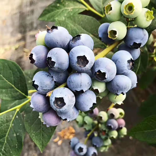 Touchhealthy Supply Blueberry Seedlings