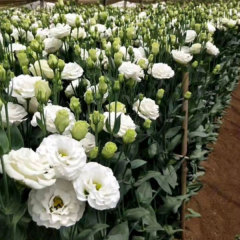 Touchhealthy Supply Eustoma Grandiflorum Seedling/Lisianthus Seedling