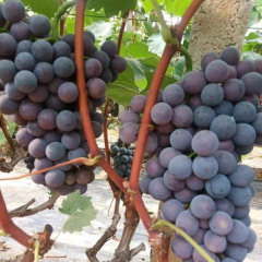 Touchhealthy Supply Xiahei Grape Seedling/ Purple Grape Seedlings