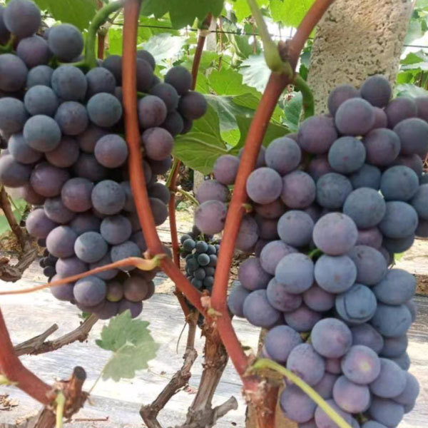 Touchhealthy Supply Xiahei Grape Seedling/ Purple Grape Seedlings