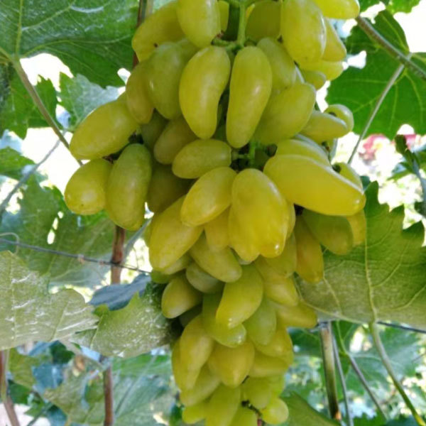 Touchhealthy Supply Lady Finger Raisin Seedlings/Grape Seedlings