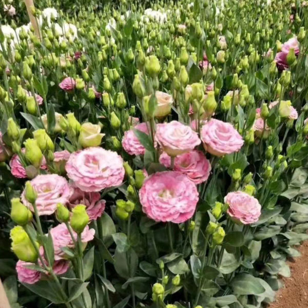 Touchhealthy Supply Eustoma Grandiflorum Seedling/Lisianthus Seedling