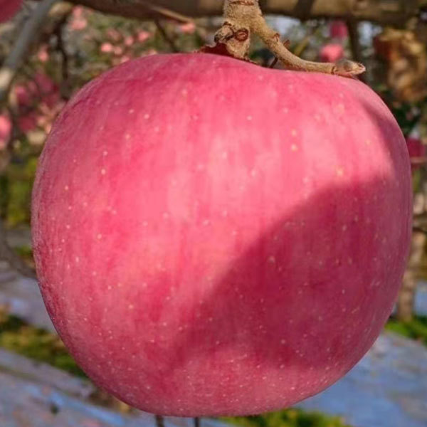 Touchhealthy Supply Red FUJI Apple Seedlings