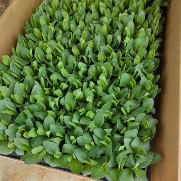 Touchhealthy Supply Eustoma Grandiflorum Seedling/Lisianthus Seedling