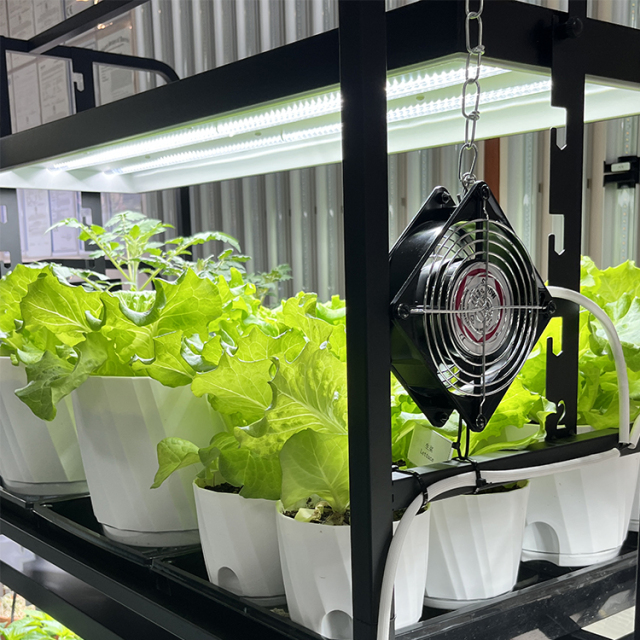 Two Tray Wheatgrass Microgreens Growing System Racks,EDKFARM Grow Light System
