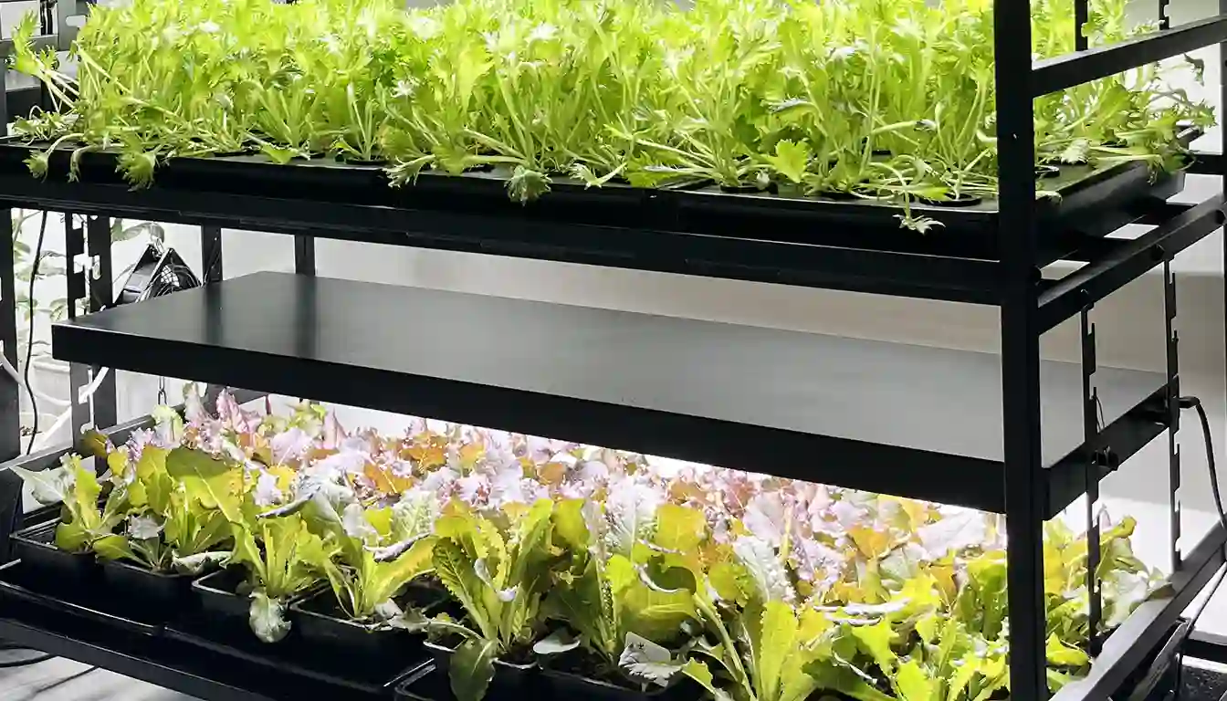 lettuce grow system