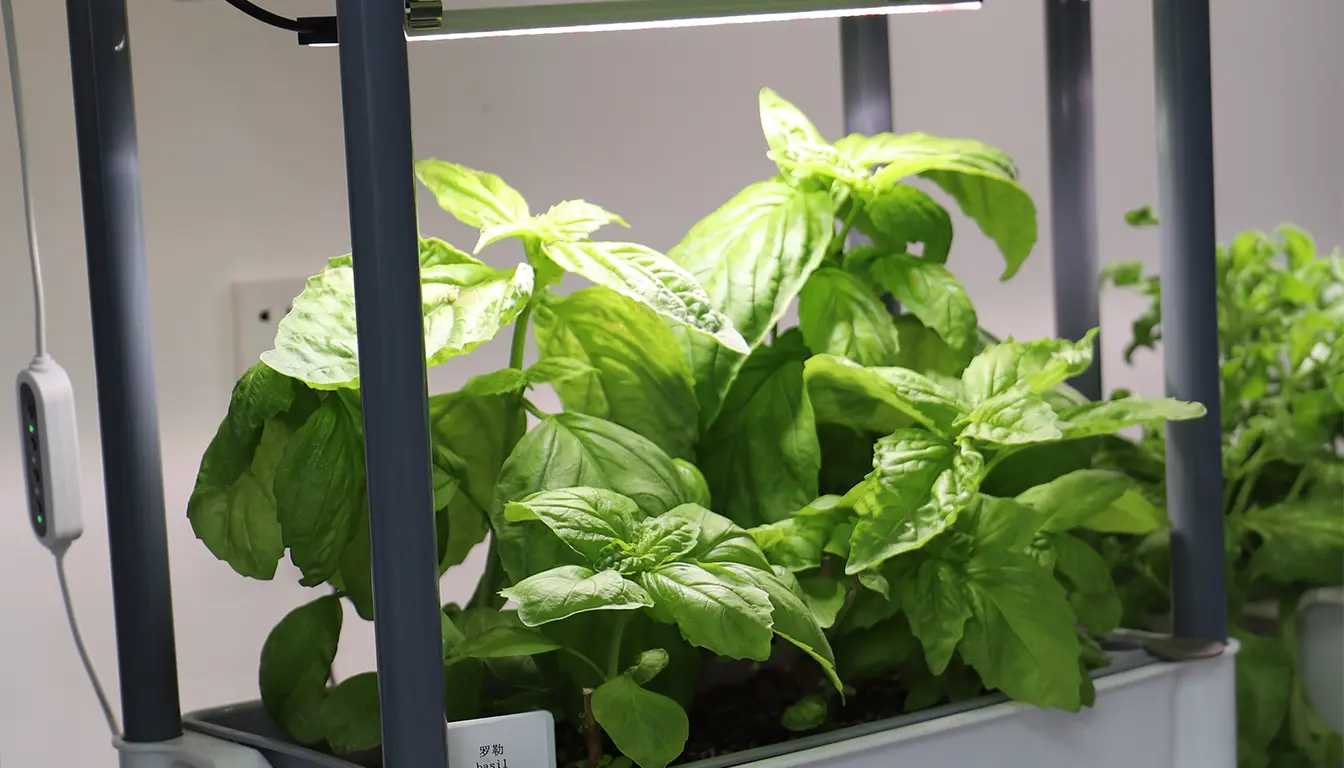 Basil harvest
