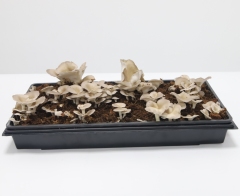 Indoor Mushroom Grow Box,EDKFARM Grow Light System