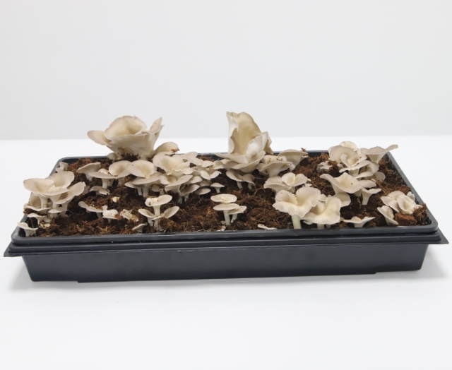 Indoor Mushroom Grow Box,EDKFARM Grow Light System