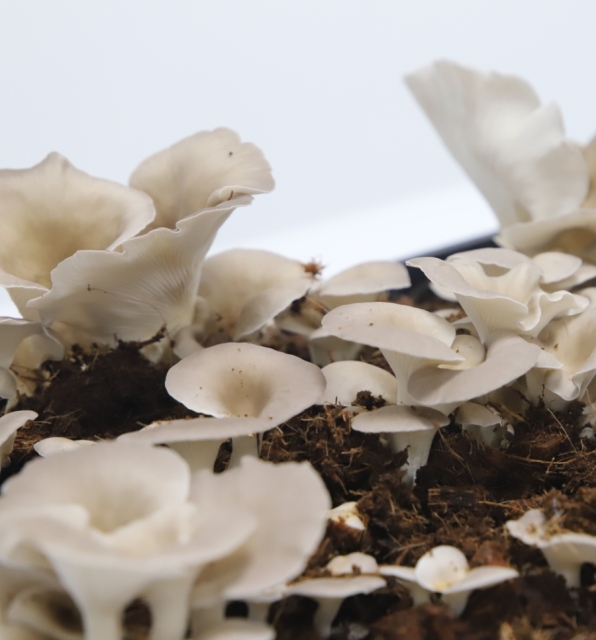 Indoor Mushroom Grow Box,EDKFARM Grow Light System