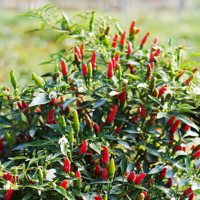 How to Grow Peppers: A Step-by-Step Guide for Thriving Plants