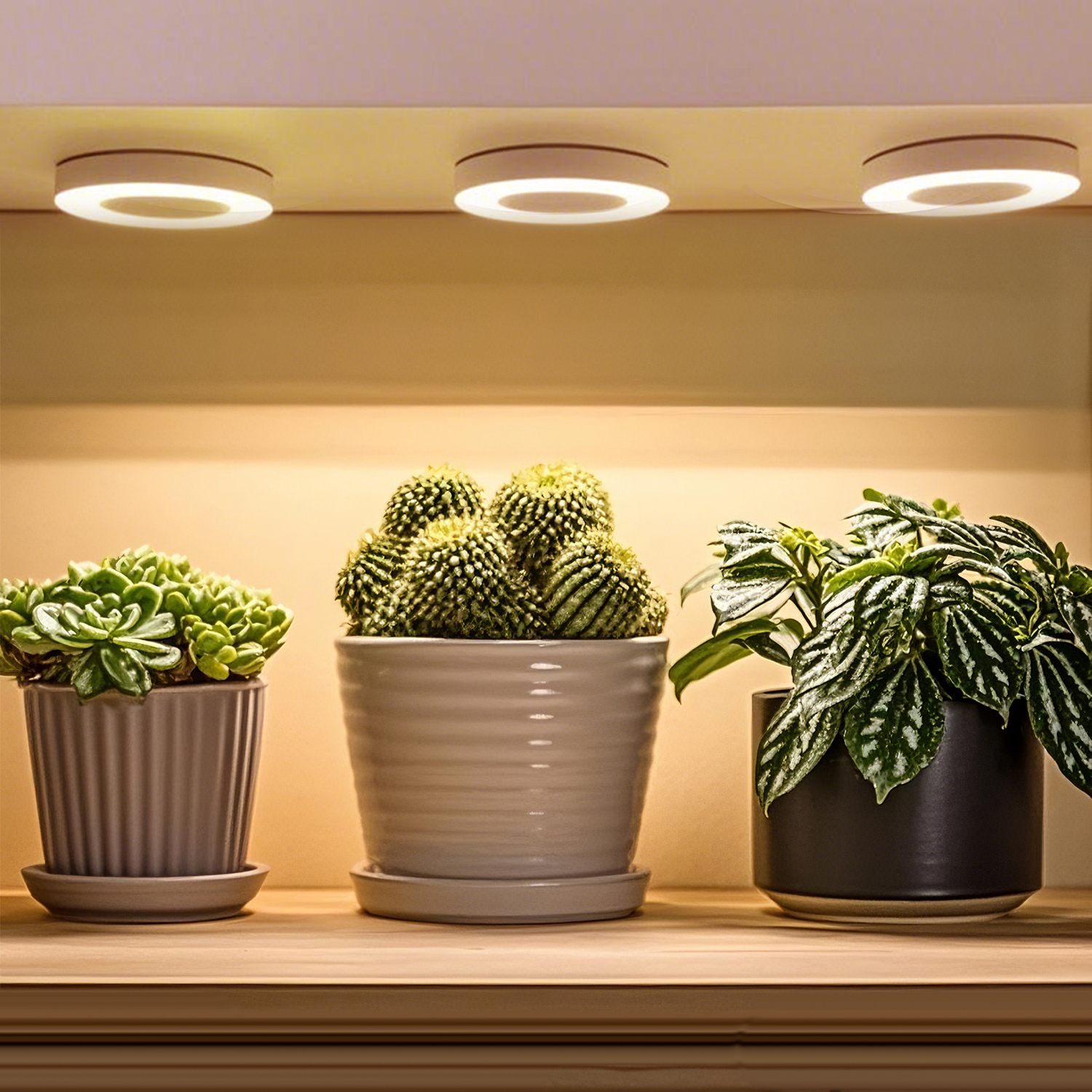 Decorative Ceiling-Mount Angel Grow Light 1 to 4 Ring DC5V USB Phytolamp for Indoor Plant Seedlings Home Flower Succulent,EDKFARM Grow Light System