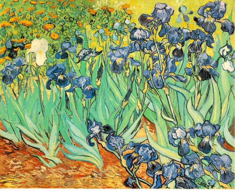 Irises  1889 by Vincent Van Gogh Oil Painting reproduction