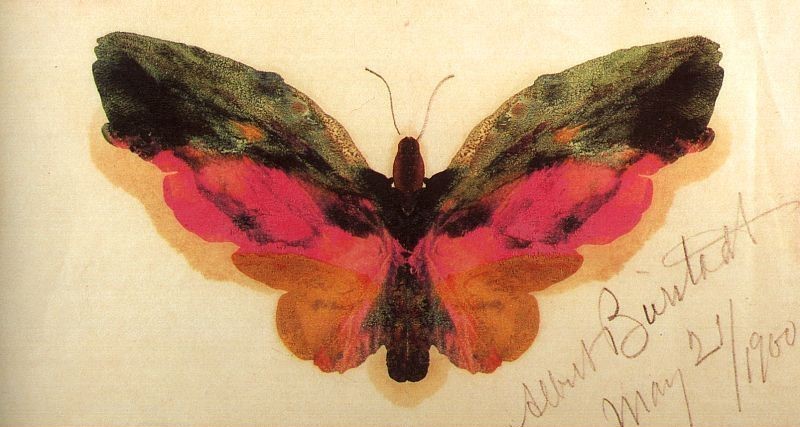 Butterfly 1900 by Albert Bierstadt Oil Painting reproduction