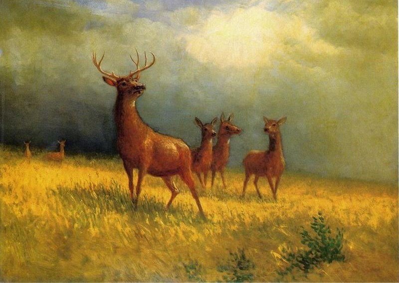 Deer in a Field at Sunset by Albert Bierstadt Oil Painting reproduction