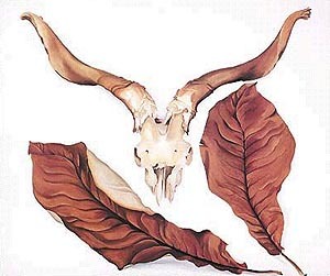 Ram's Skull with Brown Leaves by Georgia O'Keeffe Oil Painting reproduction