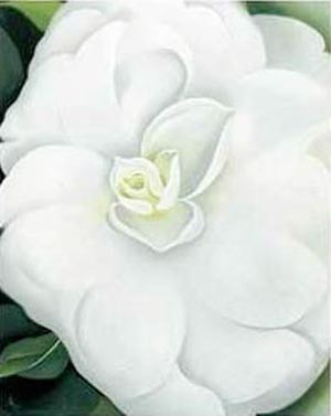  White Camelia 1938 by Georgia O'Keeffe Oil Painting reproduction