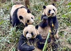10 Days Private Tour of Beijing - Xi'an - Chengdu - Shanghai