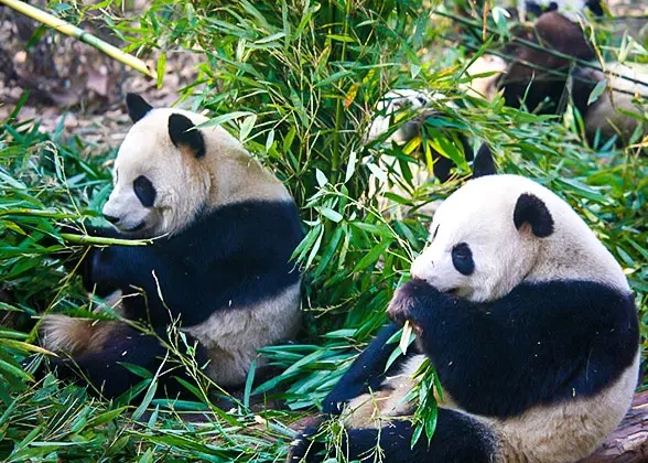 13 Days Private Tour of Beijing - Xi'an - Chengdu - Chongqing - Yangtze River Cruise - Yichang - Shanghai