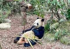 14 Days Private Tour of Beijing - Xi'an - Chengdu - Guilin - Yangshuo - Guilin - Zhangjiajie - Shanghai