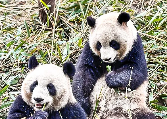 21 Days Private Tour of Beijing - Xi'an - Chengdu - Lijiang - Dali - Kunming - Guilin - Yangshuo - Guilin - Zhangjiajie - Shanghai - Suzhou - Shanghai