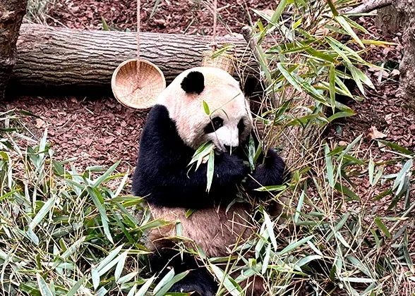 30 Days Private Tour of Beijing - Xi'an - Chengdu - Lhasa - Lijiang - Dali - Chongqing - Yangzte River - Yichang - Hangzhou - Huangshan - Suzhou - Shanghai - Zhangjiajie - Guilin -Yangshuo - Guilin - Hong Kong