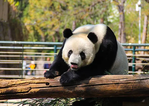 4 Days Best Private Beijing Tour