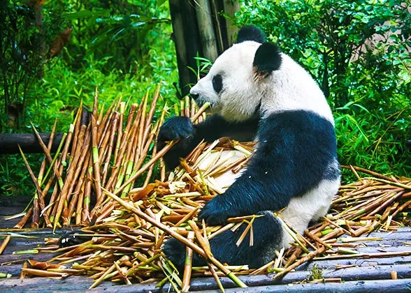 16 Days Private Tour of Beijing - Xi'an - Guilin - Yangshuo - Guilin - Chengdu - Chongqing - Yangtze River Cruise - Yichang - Shanghai