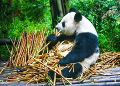 16 Days Private Tour of Beijing - Xi'an - Guilin - Yangshuo - Guilin - Chengdu - Chongqing - Yangtze River Cruise - Yichang - Shanghai