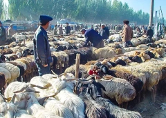 13 Days Private Tour of Beijing - Kashgar - Urumqi - Turpan - Dunhuang - Xi'an - Shanghai