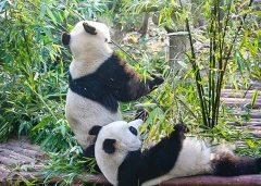 5 Days Private Tour of Chengdu - Huanglong - Jiuzhaigou