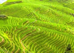 8 Days Private Tour of Guiyang - Kaili - Rongjiang - Congjiang - Zhaoxing - Sanjiang - Longsheng - Guilin - Yangshuo - Guilin