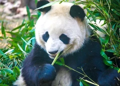 5 Days Private Tour of Chengdu - Leshan Buddha - Mt. Emei