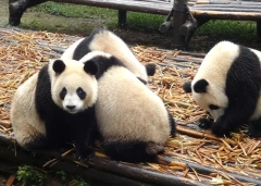 2 Days Chengdu Panda & Food Tour