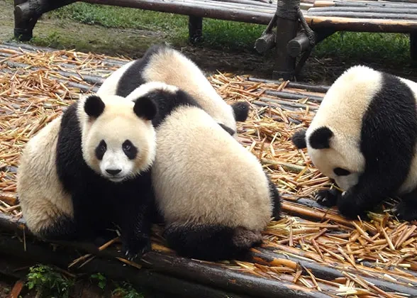 2 Days Chengdu Panda & Food Tour