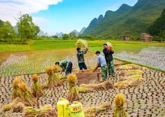 4 Days Guilin - Longsheng Terraces - Yangshuo
